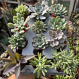 12li Sukulent Seti