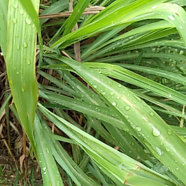 %100 Saf Citronella Hidrosolü (Cymbopogon Winterianu) Distile Su ve Esans İçermez!