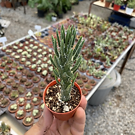 Opuntia Subulata