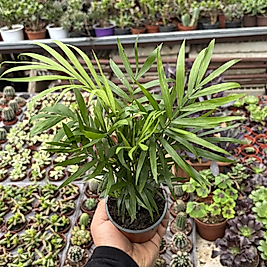 Dağ Palmiyesi Chamadora