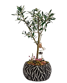 Özel Saksıda Zeytin Ağacı