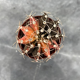 Gymnocalycium Variegata No:28