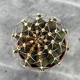 Gymnocalycium Variegata No:4