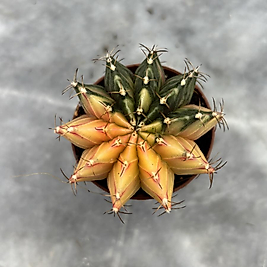Gymnocalycium Variegata No:22