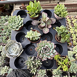 10 Adet Sukulent Set