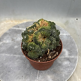 Mammillaria spinosissima 'Un Pico Cristata'