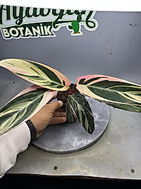 Calathea Triostar Dua Çiçeği
