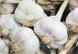 SARIMSAK (250 gr)