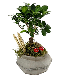 Gri Saksıda Bonsai