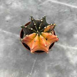 Gymnocalycium Variegata No:44