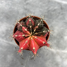 Gymnocalycium Variegata No:31