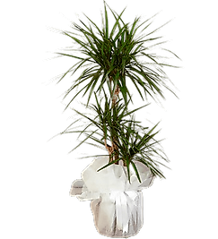 2' li Dracena Marginata