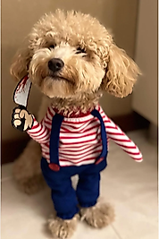 Katil Bebek Onden Giydirmeli Köpek Kıyafeti Kostümü