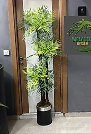 3'lü Demet Areka Ağacı