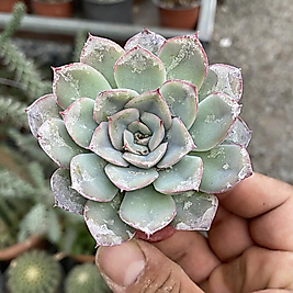 Echeveria