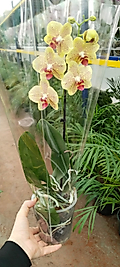 Canlı Orkide Çiçeği -Phalaenopsis -Büyük Boy Özel Renk