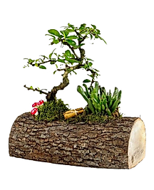 Kütükte Bonsai ve Succulent