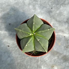 Astrophytum Myriostigma