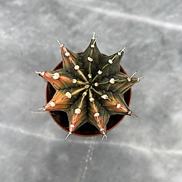 Gymnocalycium Variegata No:6