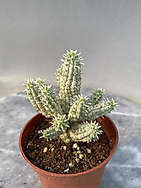 Euphorbia mammilaris veriegata