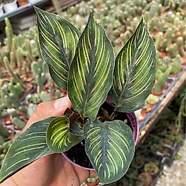 Dua Çiçeği Calathea