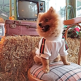 Köpek penye t-shirt Beyaz