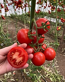 Salkım Domates 1Kg