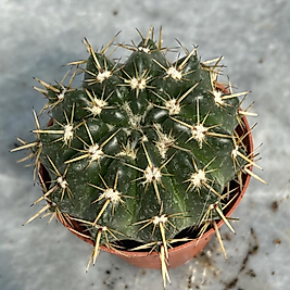 Natocactus Submammulosus