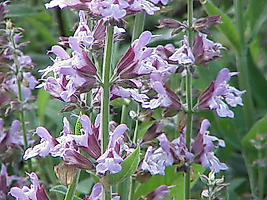 Tıbbi Adaçayı (Salvia officinalis) Hidrolatı, Bitki Suyu