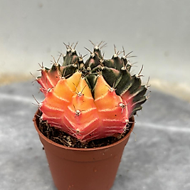 Gymnocalycium Variegata No:13