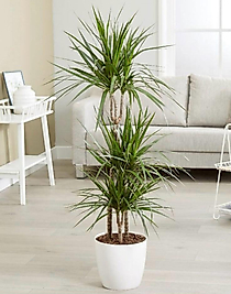 dracena marginata (Dragon Ağacı)