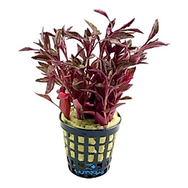 Alternanthera BTZ Red