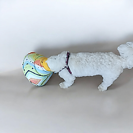 Kedi ve köpek elizabeth yakalık ameliyat sonrası koruyucu Yakalık