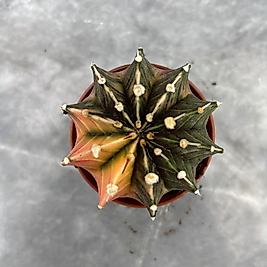 Gymnocalycium Variegata No:30