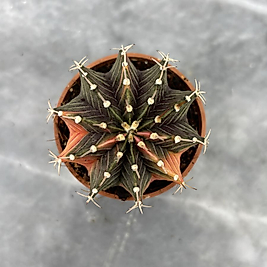 Gymnocalycium Variegata No:16