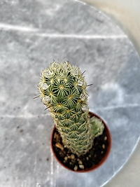 Mammilaria
