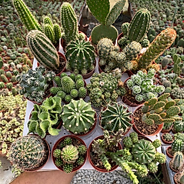 5.5cm saksıda mix kaktüs seti