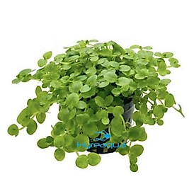 Bacopa Australis