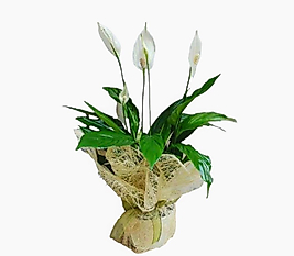 Spatifilyum ( Barış Çiçeği ) 40-50 cm