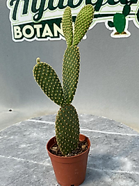 Opuntia